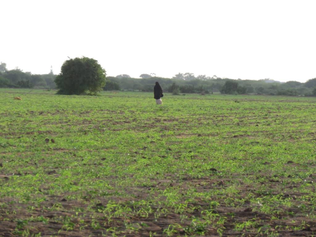 Our Save The Farm Project