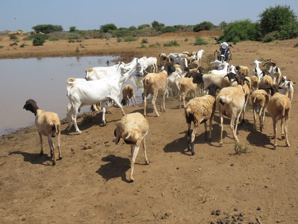 Access to Water and Pasture Project
